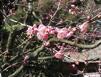 水戸偕楽園の紅梅