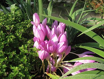 カタクリの花