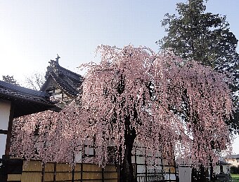 しだれ桜