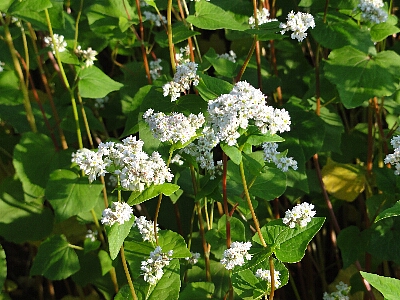 蕎麦2