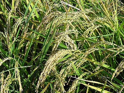 稲穂