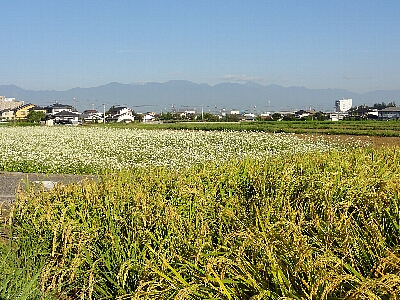蕎麦と稲穂