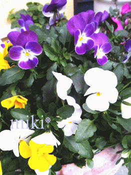 1.gif