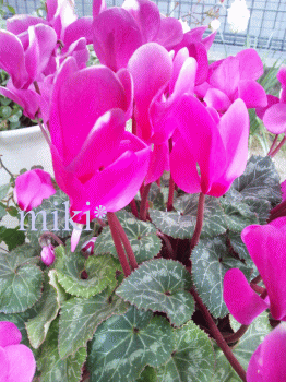 2.gif