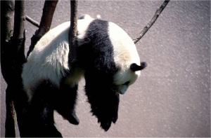 2.gif