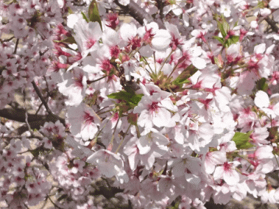 2.gif