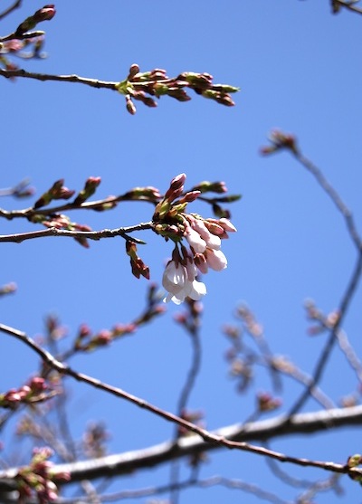 染井吉野2012.4.5
