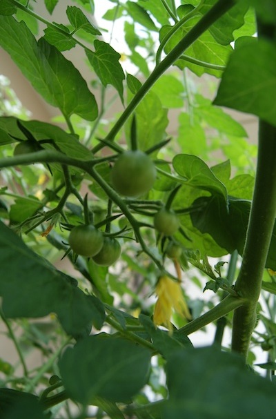 ミニトマト結実