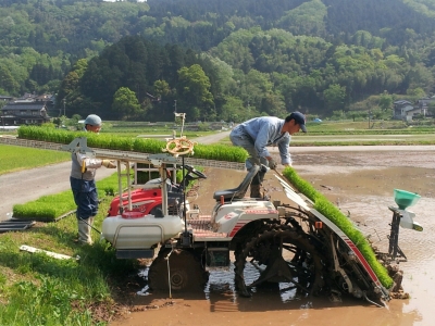 田植え