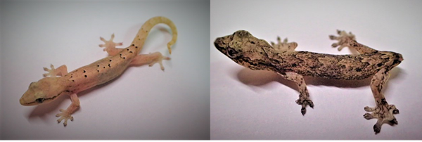 忍法・影分身の術 其の二 | 自然研小笠原事務所ブログ