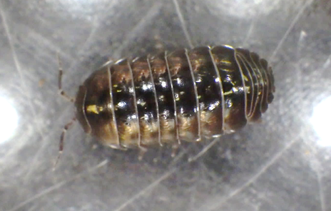 小笠原の外来種ダンゴムシ━世界で最も美しい生き物＝ダンゴムシ━続き