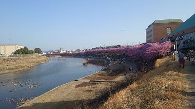 川津桜 早咲きの桜 | アイティーオー社員のブログ