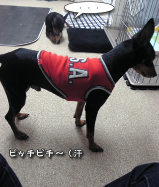 ぴっちぴち