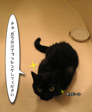 ブラッシング