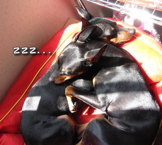 zzz