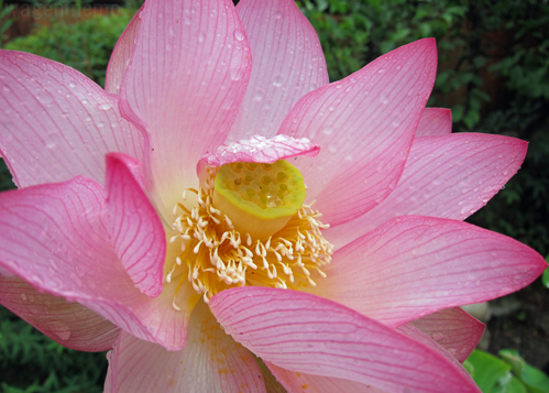 蓮の花神光院京都蓮月大田垣.jpg