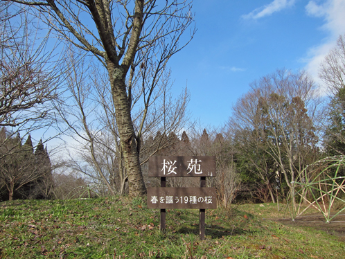xp叶匠壽庵寿長生の郷さくら.jpg