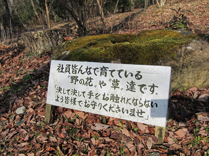 yh叶匠壽庵寿長生の郷野の花.jpg