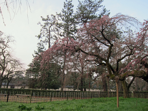 f京都御苑近衛桜.jpg