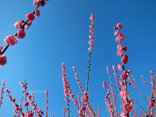 x滋賀県大津市紅梅.jpg