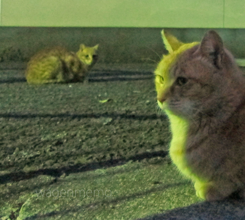 b猫 ねこ.jpg