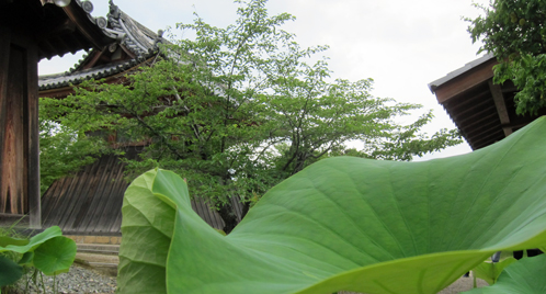 dほっけじ法華寺蓮鐘楼堂奈良.jpg