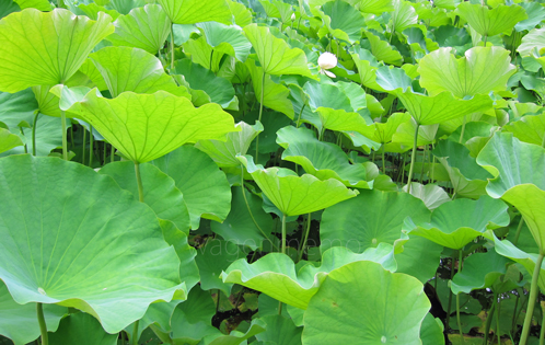 k蓮法華寺華楽園植物園門跡光.jpg