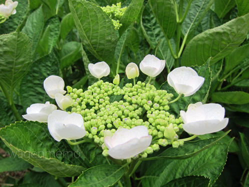 lあじさいアジサイ法華寺華楽.jpg