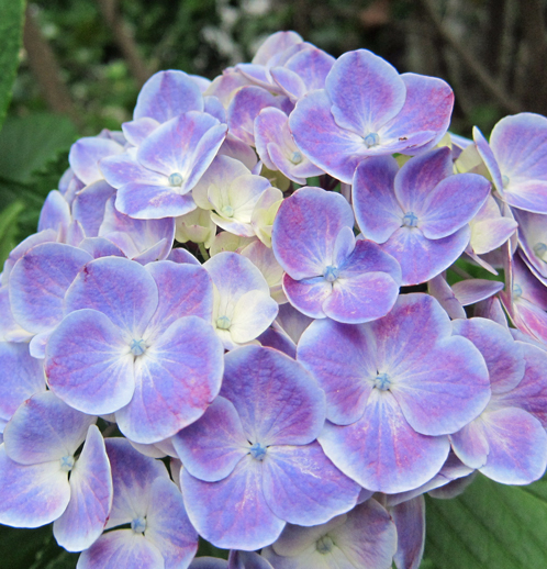 m紫陽花法華寺門跡久我高照御.jpg