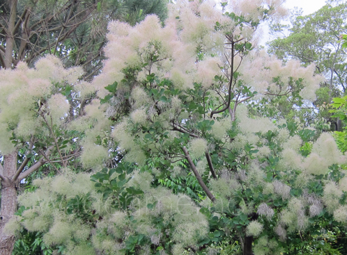 o法華寺スモークツリー華楽園.jpg