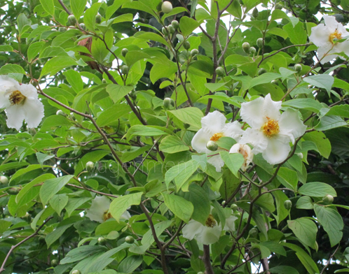 pナツツバキ沙羅双樹法華寺門.jpg