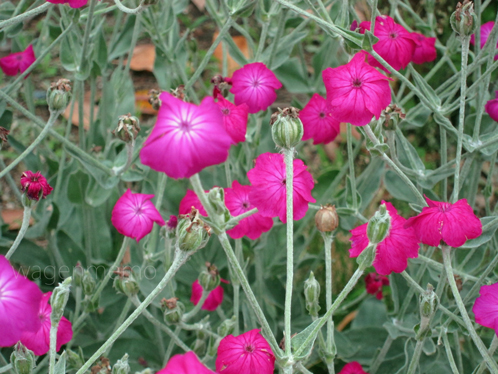 qビロード草法華寺門跡華楽園.jpg