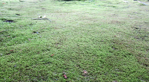 j法華寺庭園苔門跡光明宗奈良.jpg