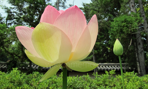a蓮花蓮華つぼみ松林蓮池寺院.jpg