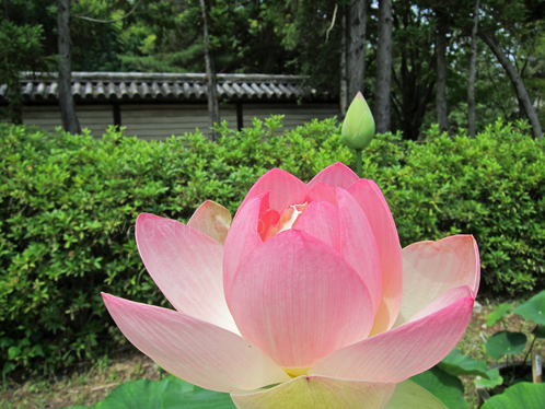 b蓮華蕾寺院松林世界遺産蓮池.jpg