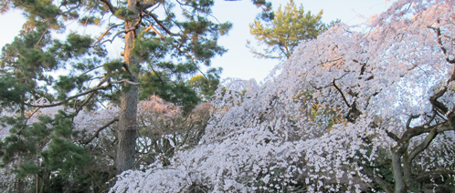 キョウト御苑このえ邸跡満開.jpg