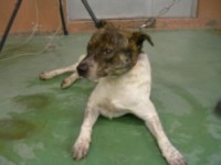 ·§ËÜ»Ô20090728-2