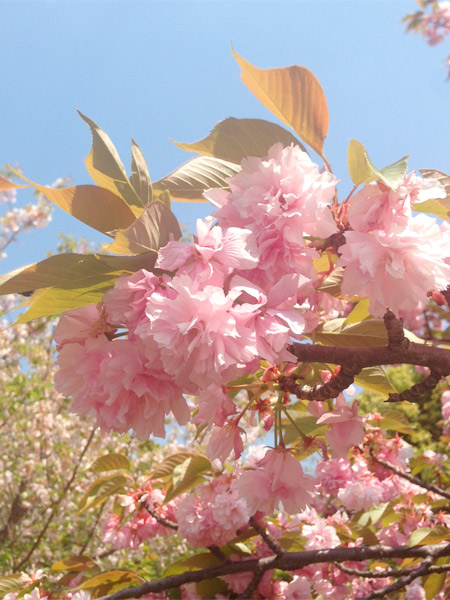 八重桜
