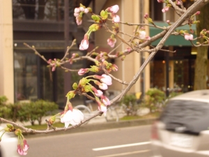 桜