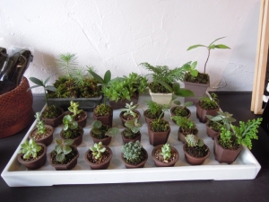 日陰植物の会 鉢植え