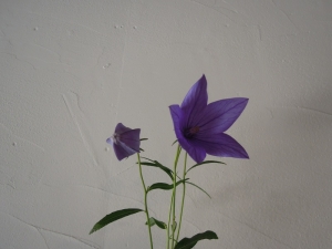 桔梗 花のアトリエこすもす