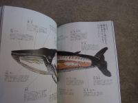 雲のうえ 西日本新聞社