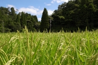 SKLO skro米 田んぼ