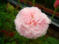 野バラ FlowerworksSEKIKAWA