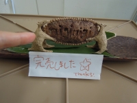 春ららら市2013 niginigi 完売