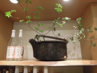 甘酒 糀