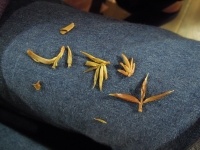 茶葉 温泉茶 茶会