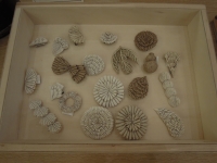 七年目の乙女の金沢展 中嶋寿子