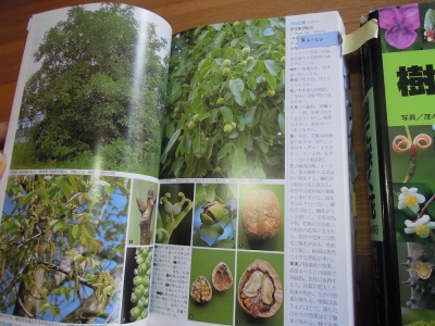 樹に咲く花