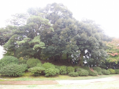 森の中 本多の森公園 金沢